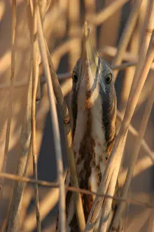 Botaurus Stellaris Drucke: Great Bittern, Roerdomp, Botaurus stellaris