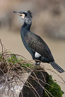 Phalacrocorax Carbo Species Drucke: Great Cormorant