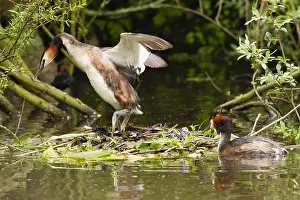 Großer Flussreiher, Podiceps cristatus
