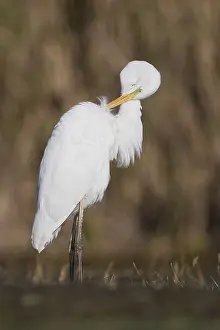 Ardea Alba Species Drucke: Great Egret