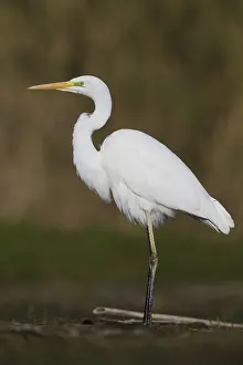 Great Egret Drucke: Great Egret
