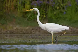 White Bird Species Drucke: Great Egret
