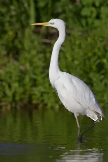 Great Egret Drucke: Great Egret