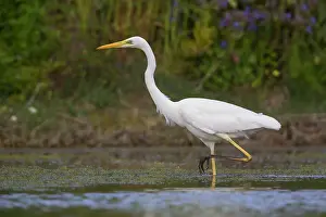 Great Egret Drucke: Great Egret