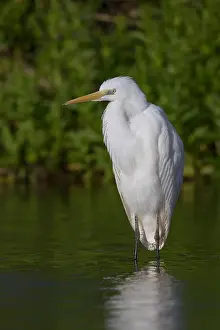 Great Egret Drucke: Great Egret