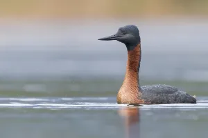 Großer Tafelente, Podiceps major