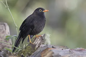 Bilder Datiert 8. Juni 2018: Große Drossel (Turdus fuscater ockendeni)