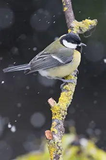 Parus Major Species Drucke: Great Tit