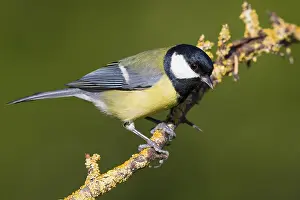 European Nature Photos Drucke: Great Tit