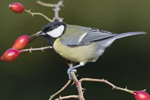 Parus Major Species Drucke: Great Tit