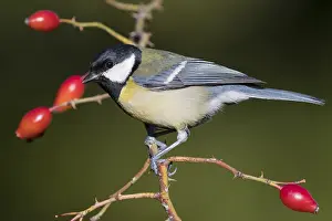 Parus Major Species Drucke: Great Tit