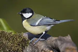 Parus Major Species Drucke: Great Tit