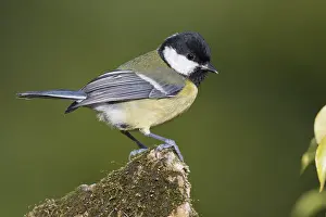 Parus Major Species Drucke: Great Tit