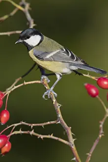 Parus Major Species Drucke: Great Tit