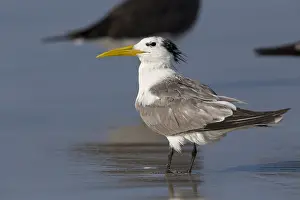Laridae Family Birds Drucke: Greater Crested Tern