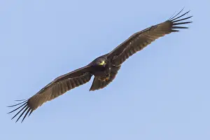 Accipitridae Family Eagles Drucke: Greater Spotted Eagle