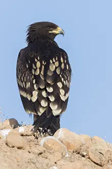Accipitridae Family Eagles Drucke: Greater Spotted Eagle