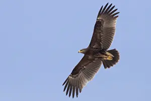Daytime Bird Photography Tips Drucke: Greater Spotted Eagle