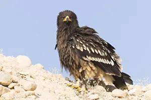 Accipitridae Birds Of Prey Drucke: Greater Spotted Eagle