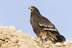 Daytime Bird Photography Drucke: Greater Spotted Eagle