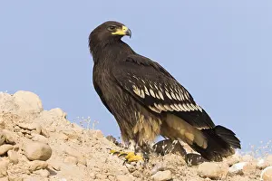 Accipitridae Species Drucke: Greater Spotted Eagle