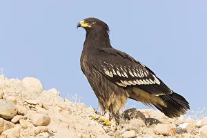 Gerahmter Druck : Großer Schreiadler Gerahmter Druck : Großer Schreiadler