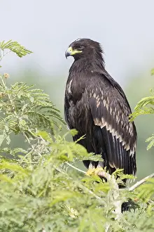Gerahmter Druck : Großer Schreiadler Gerahmter Druck : Großer Schreiadler