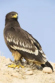 Accipitridae Family Drucke: Greater Spotted Eagle