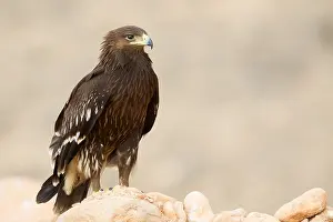 Raptor Bird Species Drucke: Greater Spotted Eagle