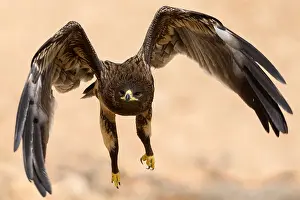 Birds Of Prey Images Drucke: Greater Spotted Eagle
