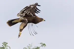 Accipitridae Family Drucke: Greater Spotted Eagle