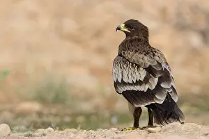 Middle East Wildlife Drucke: Greater Spotted Eagle