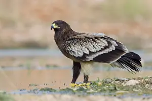 Middle East Wildlife Drucke: Greater Spotted Eagle