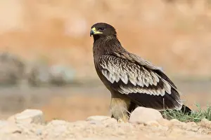 Großer Schreiadler
