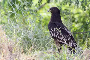 Raptor Species Drucke: Greater Spotted Eagle