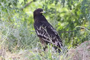 Großer Schreiadler