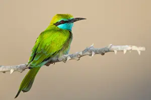 Middle East Bird Species Drucke: Green Bee-eater