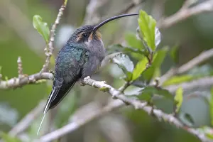 Bilder Datiert 14. März 2021: Grüner Eremit (Phaethornis guy coruscus)