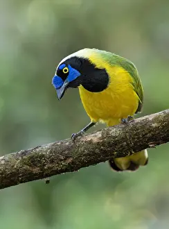 Perched Bird Photography Drucke: Green Jay Cyanocorax yncas yncas)
