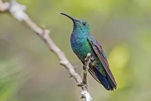 Central America Fauna Drucke: Green Mango, Anthracothorax viridis