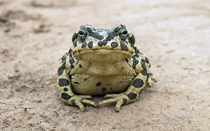 Green Toad Drucke: Green Toad, Pseudepidalea viridis