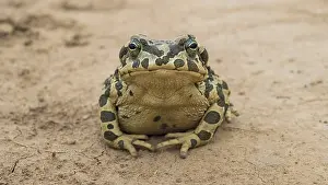 Green Toad Species Drucke: Green Toad, Pseudepidalea viridis