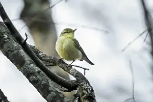 Asian Bird Species Drucke: Green Warbler, Phylloscopus nitidus