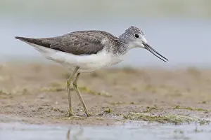 European Shorebirds Drucke: Greenshank