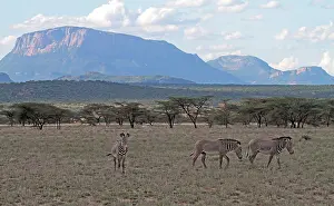 Kenya Safari Animals Drucke: Grévy's zebra, Equus grevyi