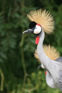 Grey Crowned Crane Drucke: Grey Crowned Crane
