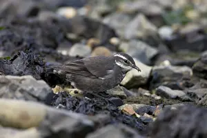 South American Birdlife Drucke: Grey-flanked Cinclodes, Cinclodes oustaleti