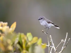 Endemic New Zealand Birds Drucke: Grey Gerygone, Gerygone igata