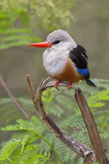 Nature Wildlife Photos Drucke: Grey-headed Kingfisher