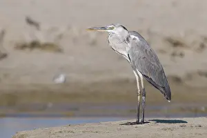 Grey Heron Juvenile Drucke: Grey Heron